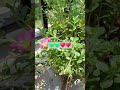 #northeastindia #herlife #ihavethisthingwithplants #peace #peacefulvibes #plants #flower #garden