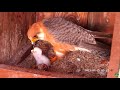 ~Red-footed falcons (Polgár, Hungary) # 2 - Kobczyki zwyczajne - Karmienie maluszka~