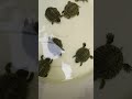 kura kura Brasil (Red Ear Slider)