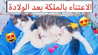 قطتي الملكة و عيالها بعد الولادة  💕 ( الاعتناء بالقطط بعد الولادة ) 😍/ Mohamed Vlog