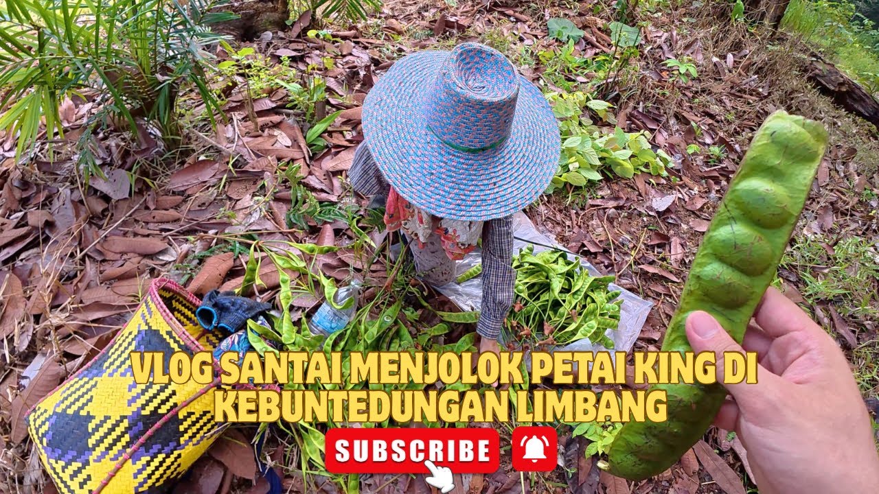 Tak Pernah Dengar Petai King🌿? Ini Pengalaman Saya Menjolok Petai King di kebun Tedungan Limbang.