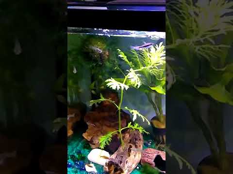 Nano fish tank SLO mo Nano fish tank SLO mo