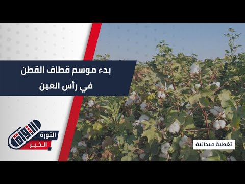 وسط تحديات اقتصادية وزراعية مزارعو رأس العين يبدؤون قطاف محصول القطن تغطية ميدانية