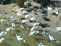 Feeding time at Waders Estuary, Living Coasts