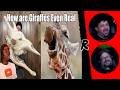 You Have No Idea How Weird Giraffes Are - @mndiaye_97 | RENEGADES REACT