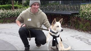Clear the Shelters 2019!