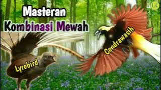 Audio Kombinasi Lyrebird & Cendrawsih || Masteran Istimewah . . .