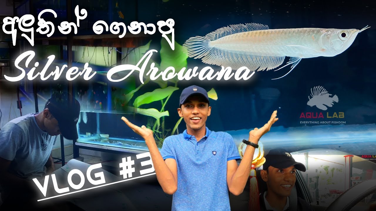ඔන්න ගෙනාවා සිල්වර් ඇරවානෙක්!!. New member Silver Arowana. #vlog_no_3