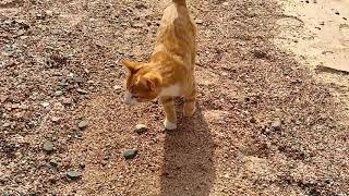 Кормлю бездомных животных Котик Бубу, Буббу взорвал интернет, говорит спасибо. Кот laik милое видео.