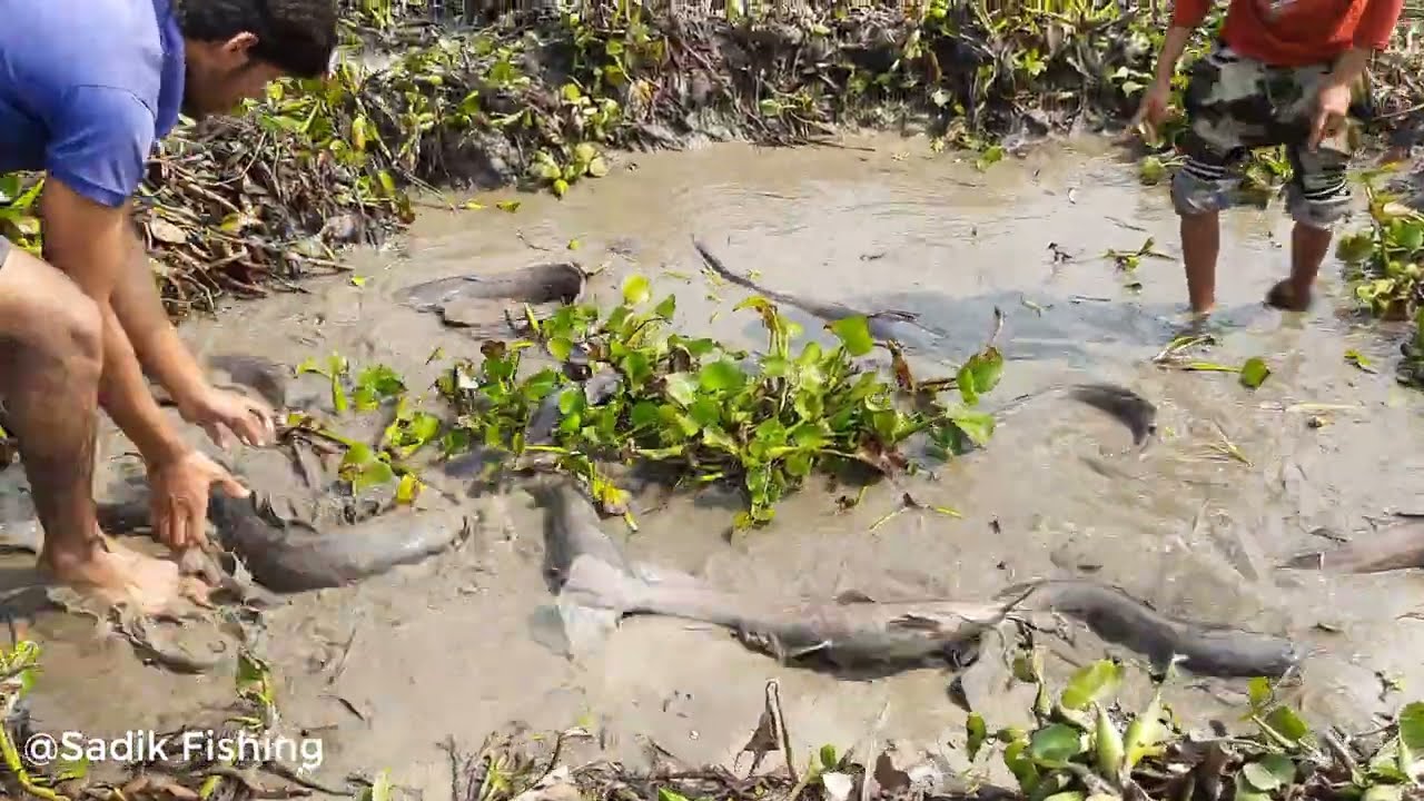 Big Fishing By Hand. Amazing Boy Catching Big Fish By Hand