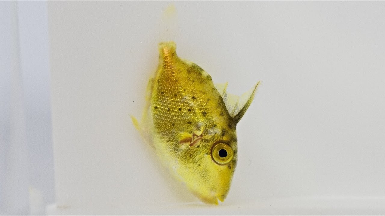 モンガラカワハギ類稚魚 漁港へいこう 動画で 岸壁採集 図鑑 Youtube モンガラカワハギ類稚魚 漁港へいこう 動画で 岸壁採集 図鑑 Youtube