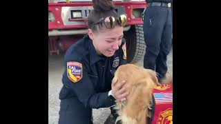 Therapy Dog Comforts Firefighter at Dixie Base Camp