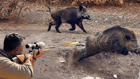 How Do Hunters And American Farmers Deal With Millions Of Wild Boars Sheep and