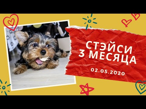 Йоркширский Терьер 3 Месяца Фото