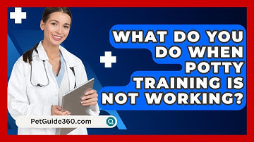 What Do You Do When Potty Training Is Not Working? - PetGuide360.com