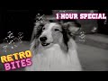 Lassie | 1 Hour Compilation | Full Episodes  🐕