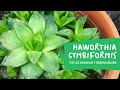 HAWORTHIA CYMBIFORMIS | Cuidados y Reproducción