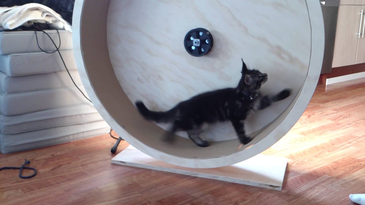 Maine Coon kitten in homemade exercise wheel YouTube