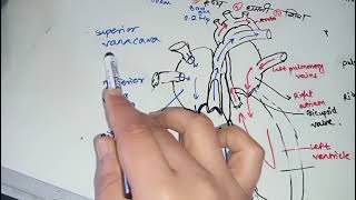 Human circulatory system StudyTips#MPSC#UPSC