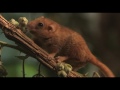 De hazelmuis wordt weer wakker  dieren  natuurmonumenten
