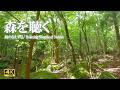 木漏れ日と鳥のさえずり | ストレス緩和、読書、ヨガ【自然音 4K relaxing nature sounds】