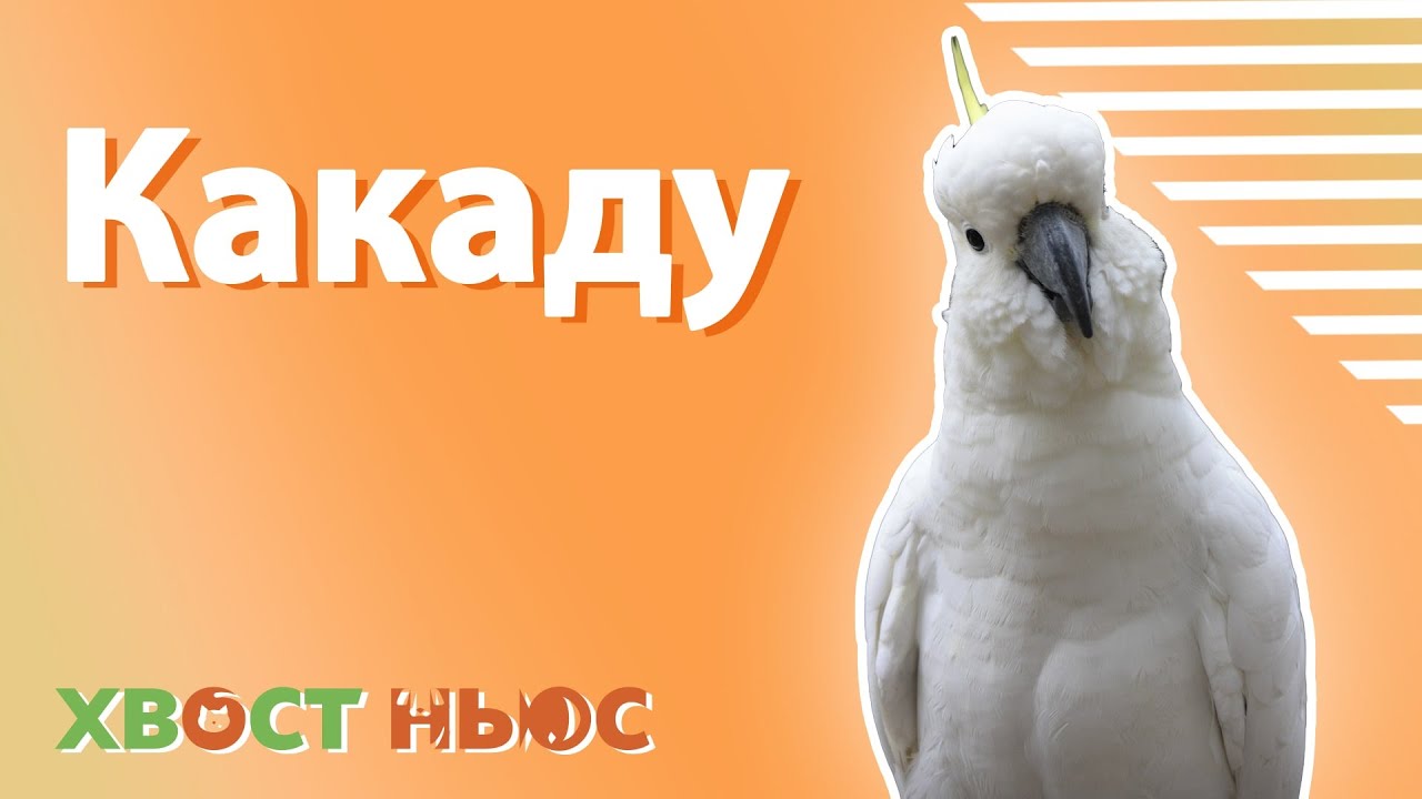 Все о попугаях какаду