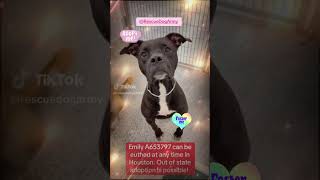 URGENT! OUT OF STATE ADOPTION IS POSSIBLE! #fosteringsaveslives #pets #shelterdog #cleartheshelters
