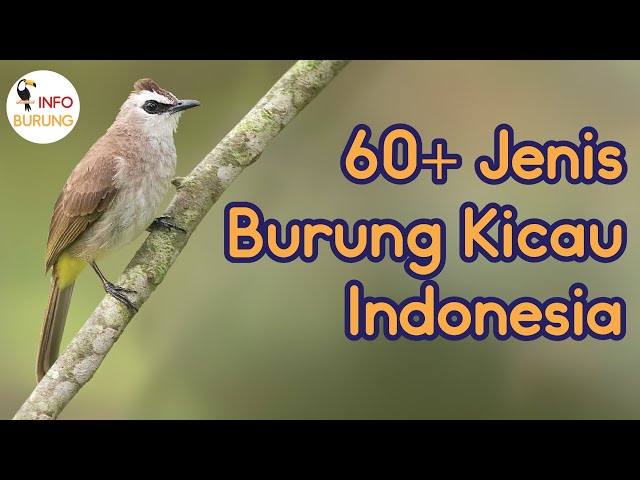 60+ Jenis Burung Kicau Indonesia class=