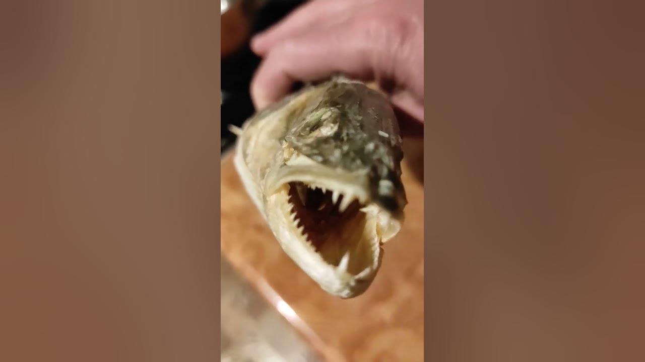 Знавці Риболови🐟Яка Назва Риби Конкурс Викторина Вопрос Загадка😳🤔 ...