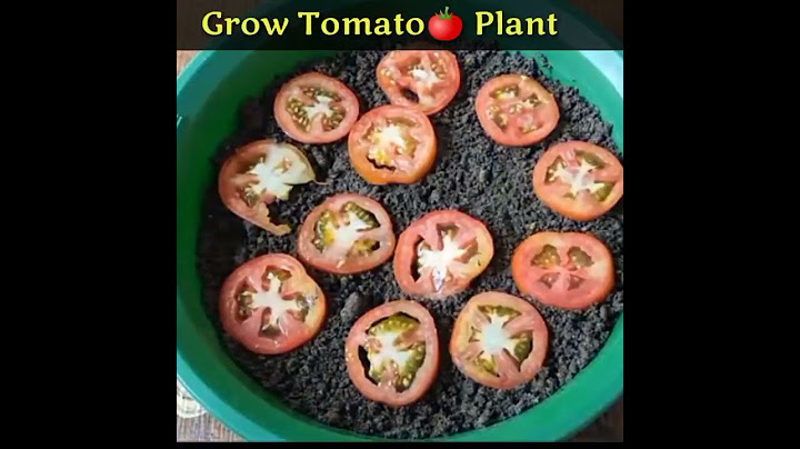 How to Grow Tomato🍅 Plant at home