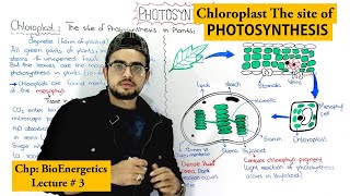 Role of Chloroplast in Photosynthesis