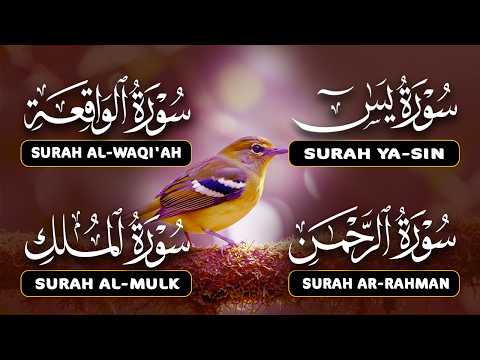 Surah Yasin | Surah Rahman | Surah Waqia | Surah Mulk | Full HD | Quran Reflections | Alaa Aqel