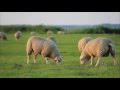 Miniature de la vidéo de la chanson The Lord Is My Shepherd