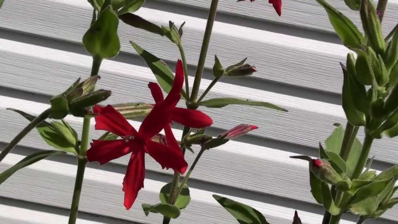 Silene Regia (Royal Catchfly)