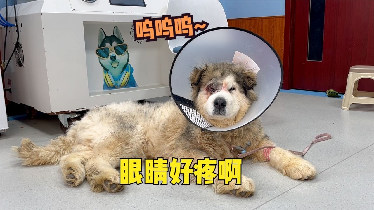狗狗手術疼得嗚嗚叫，我像哄孩子一樣抱著安慰，心都碎了