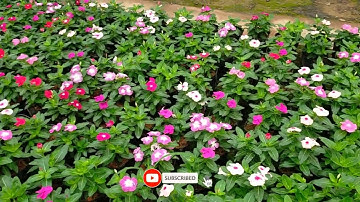 BÁN BUÔN dừa cạn ta, dừa cạn Thái các màu