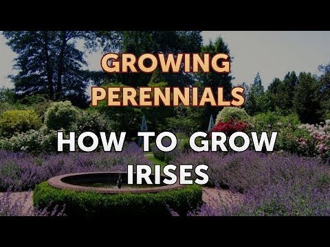 How to Grow Irises