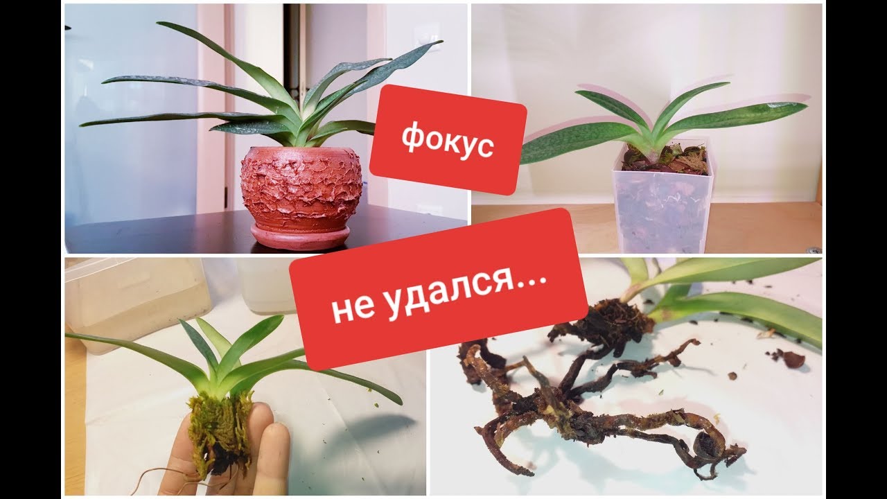 ⁣реанимация орхидеи по методу Др. Хуссейна: мое полное ФИАСКО