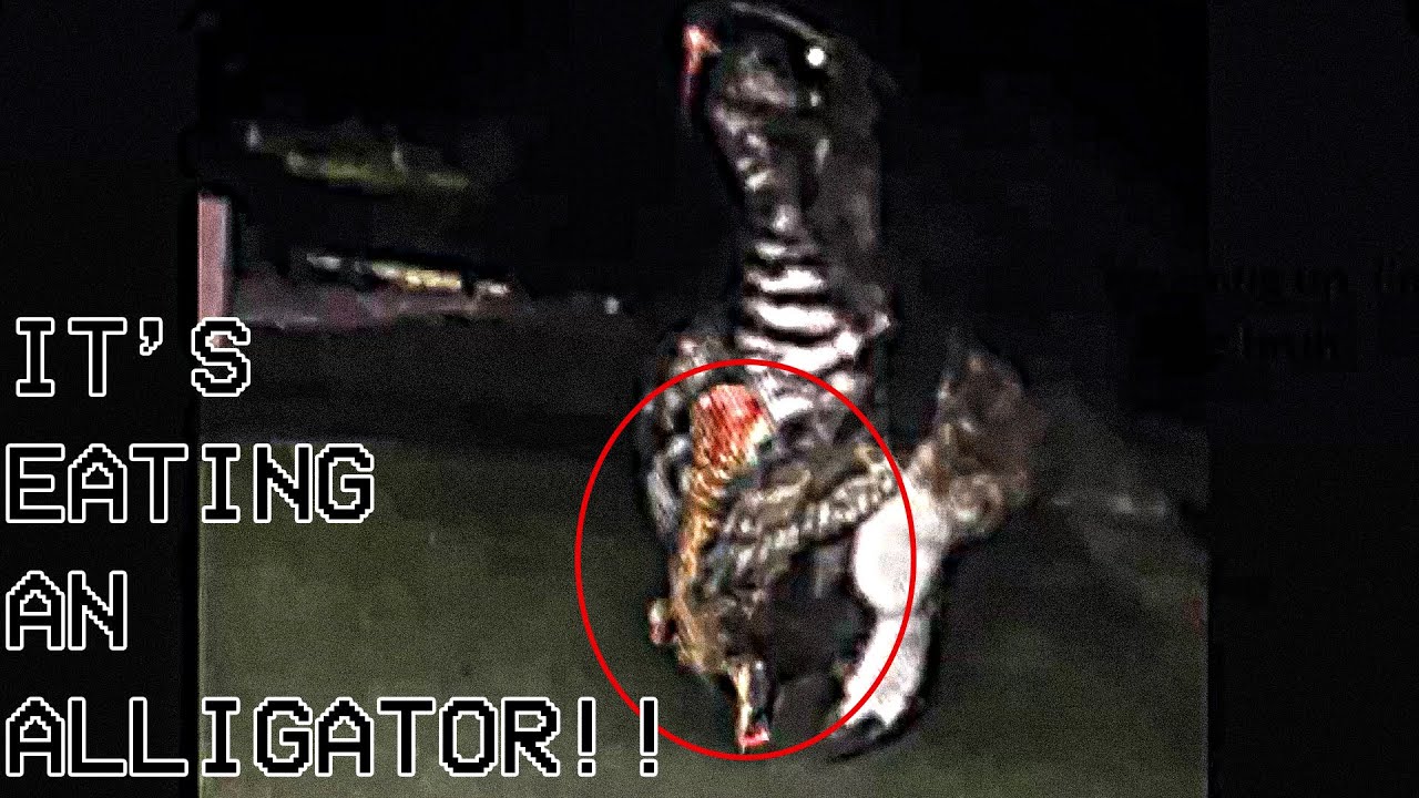 #WeirdBirds становятся еще безумнее во второй части!!