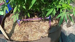 Lowered Branches On OG's