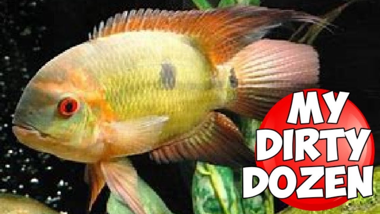 12 INCREDIBLE NEW WORLD CICHLIDS SOME RARELY SEEN - YouTube