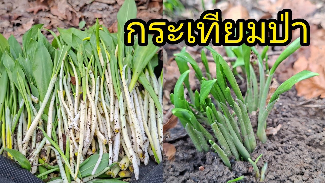 เก็บกระเทียมป่าอ่อนๆขึ้นเยอะเก็บมันมือผัดน้ำมันหอยแช่บๆ