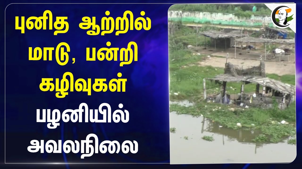 புனித ஆற்றில் மாடு, பன்றி கழிவுகள்.. Pazhaniயில் அவலநிலை | Holy spirit | Devotees