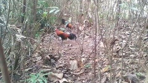 Bẫy gà rừng 22/1/2021.cuab qaib qus heev tiag2