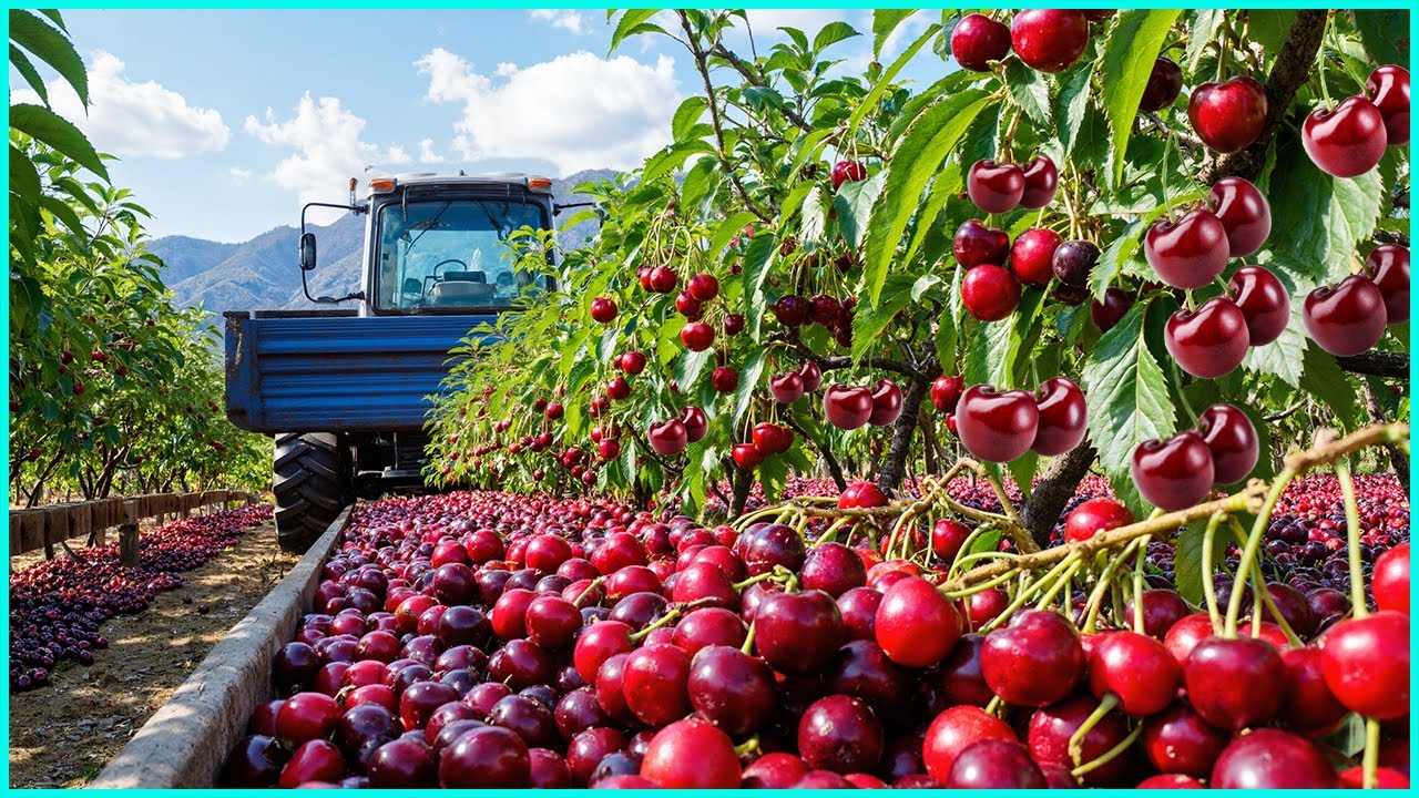How American Farmers Harvest Millions of Tons of Cherries🍒 | Cherry Jam Processing in the Factory