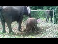 an elephant calf learns mirror and how to use its trunk to eat bindweed (grab / skake the sand off)