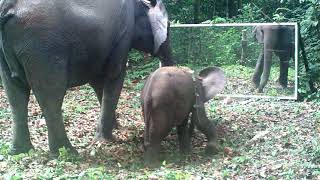 An Elephant Calf Learns Mirror And How To Use Its Trunk To Eat Bindweed (Grab / Skake The Sand Off)