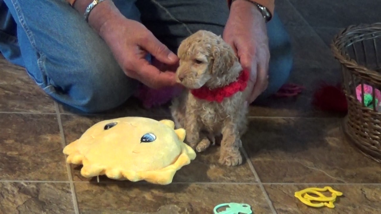 (Oliver sold) and Opal cockapoo pups from KingdomDogs.com doodle معنى