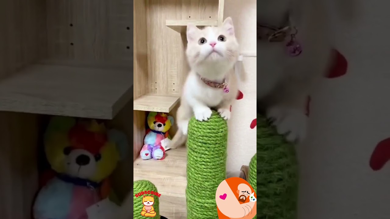 KITTEN PRACTICING DISTANCE JUMP - FUNNY CATS AND CUTE 