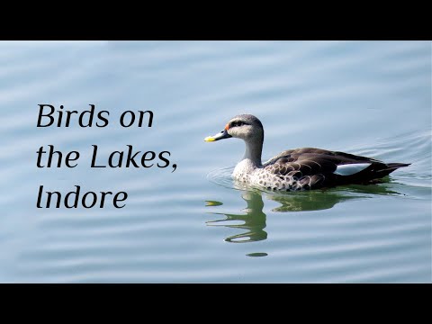 Birds of Indore.